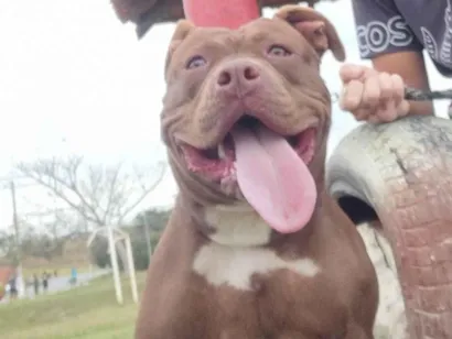 Cachorro raça Pit-Bull idade 7 a 11 meses nome Bella 