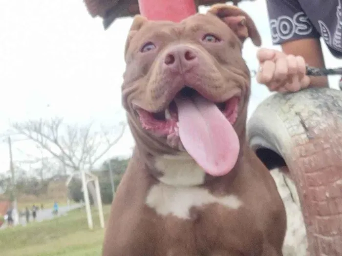 Cachorro ra a Pit-Bull idade 7 a 11 meses nome Bella 