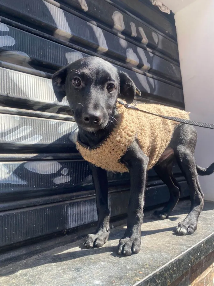 Cachorro ra a SRD-ViraLata idade 2 a 6 meses nome Stitch 