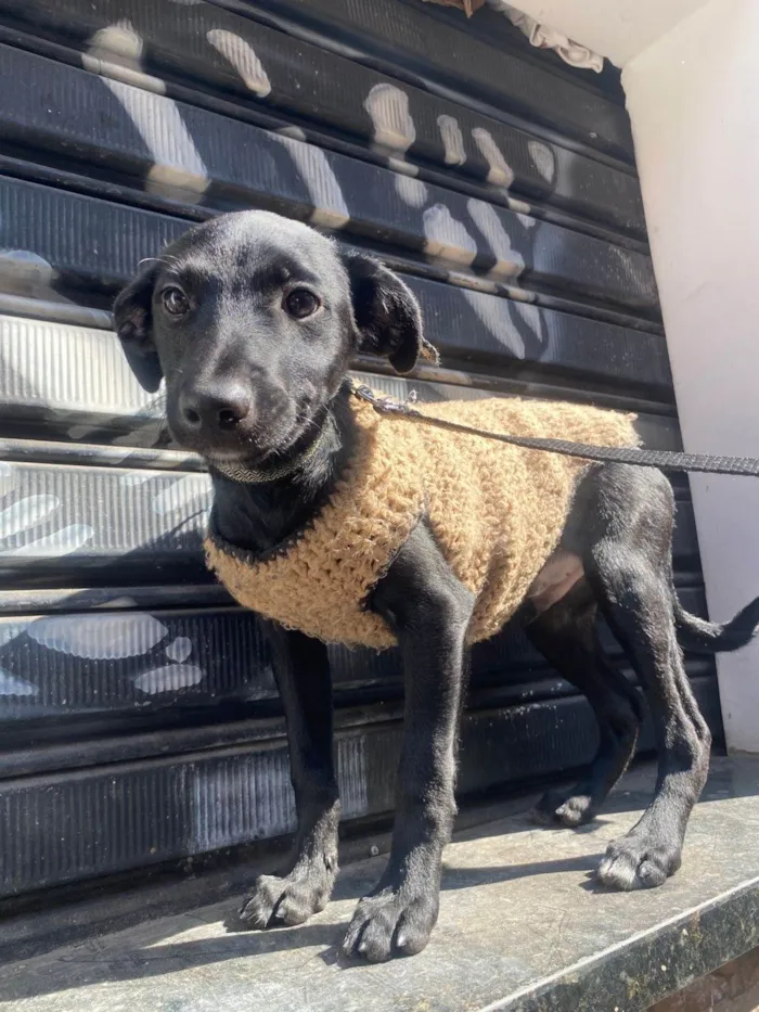 Cachorro ra a SRD-ViraLata idade 2 a 6 meses nome Stitch 