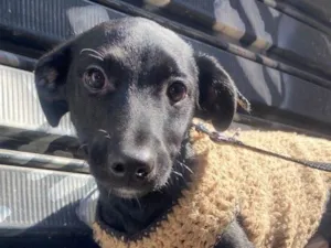 Cachorro raça SRD-ViraLata idade 2 a 6 meses nome Stitch 