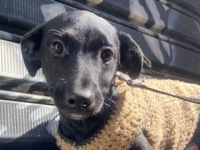 Cachorro ra a SRD-ViraLata idade 2 a 6 meses nome Stitch 