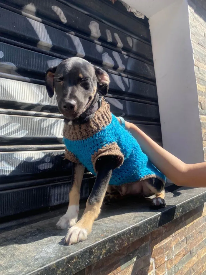 Cachorro ra a SRD-ViraLata idade 2 a 6 meses nome Lilo