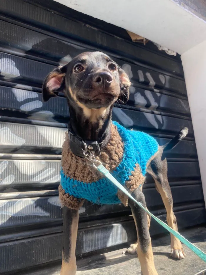 Cachorro ra a SRD-ViraLata idade 2 a 6 meses nome Lilo