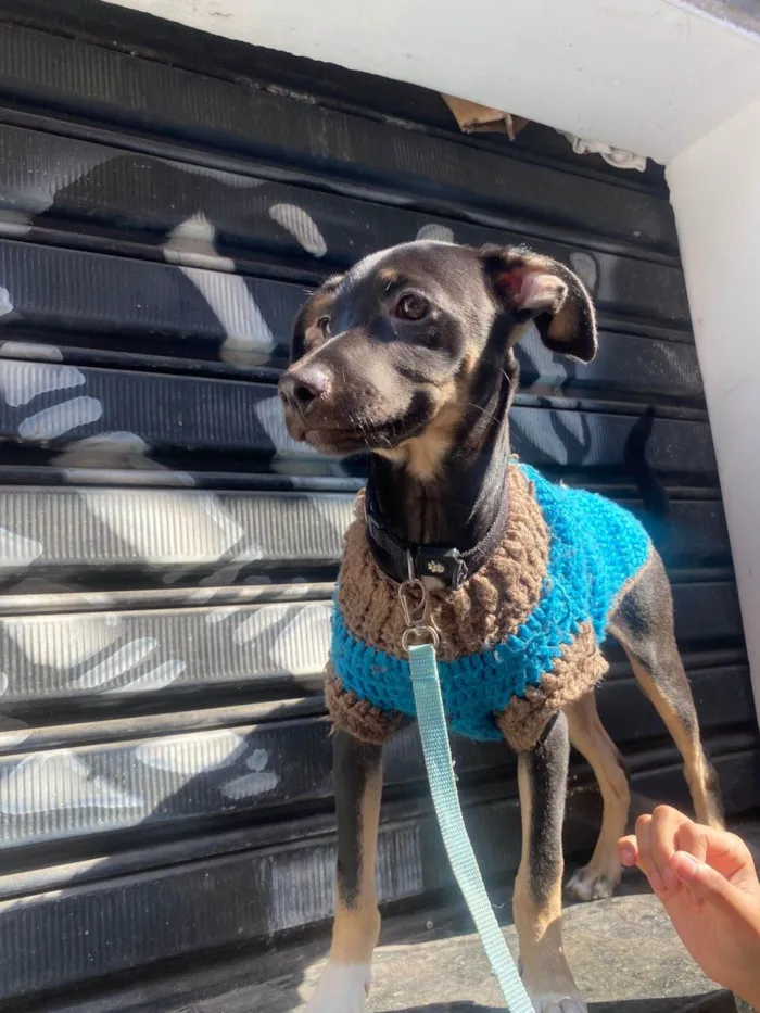 Cachorro ra a SRD-ViraLata idade 2 a 6 meses nome Lilo
