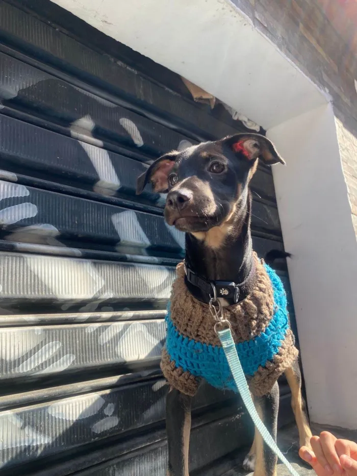 Cachorro ra a SRD-ViraLata idade 2 a 6 meses nome Lilo