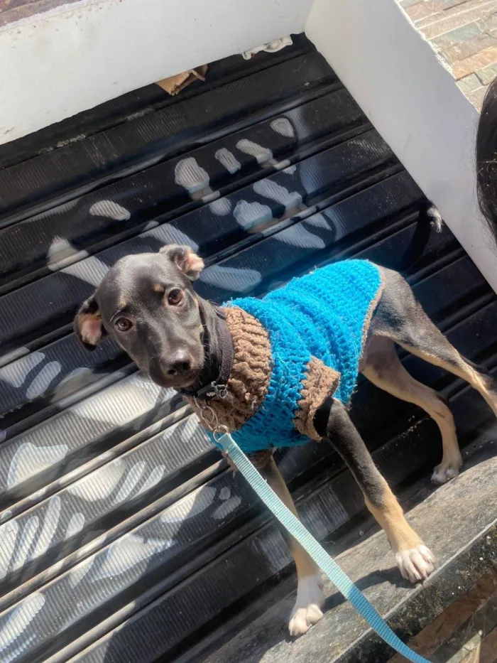 Cachorro ra a SRD-ViraLata idade 2 a 6 meses nome Lilo
