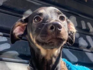 Cachorro raça SRD-ViraLata idade 2 a 6 meses nome Lilo