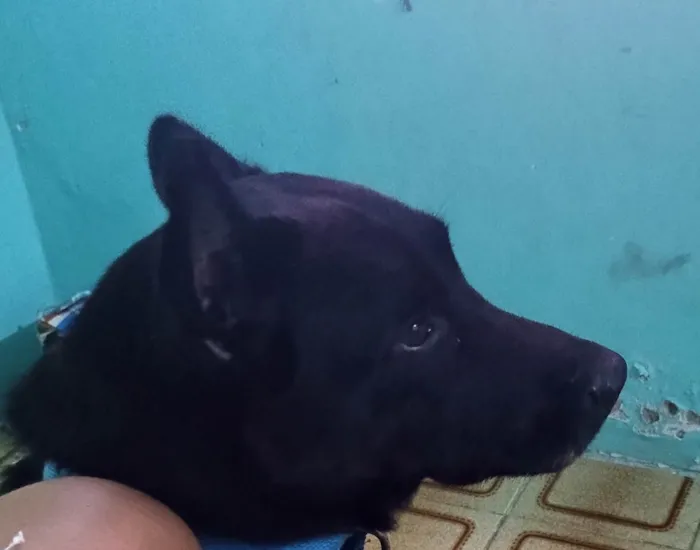 Cachorro ra a Chow Chow idade 4 anos nome Fred