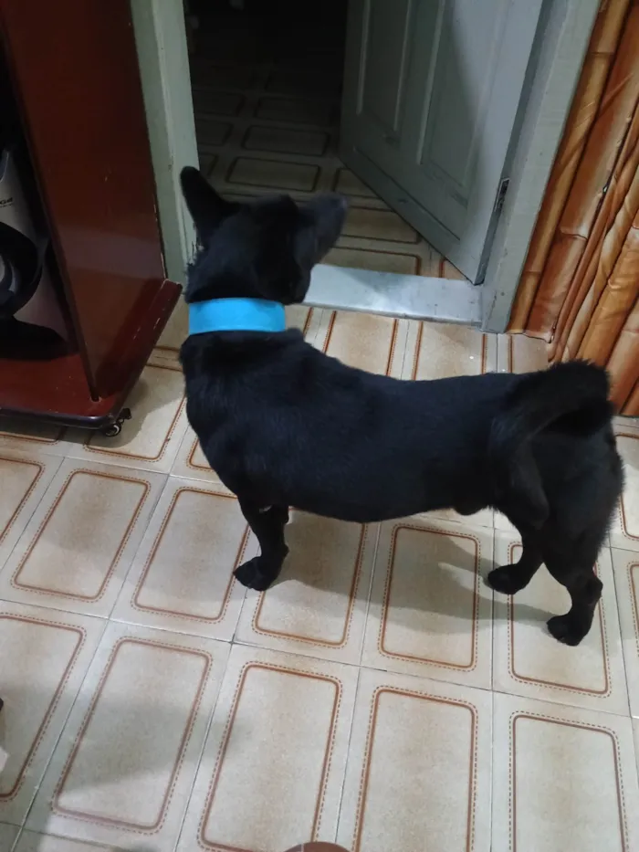 Cachorro ra a Chow Chow idade 4 anos nome Fred