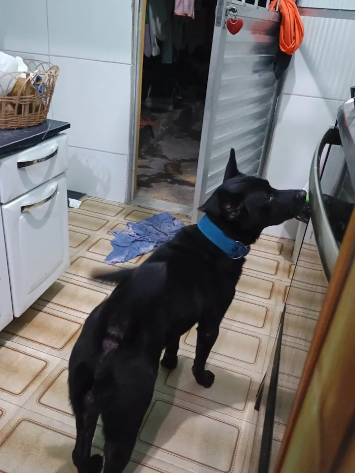 Cachorro ra a Chow Chow idade 4 anos nome Fred