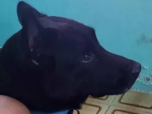Cachorro raça Chow Chow idade 4 anos nome Fred