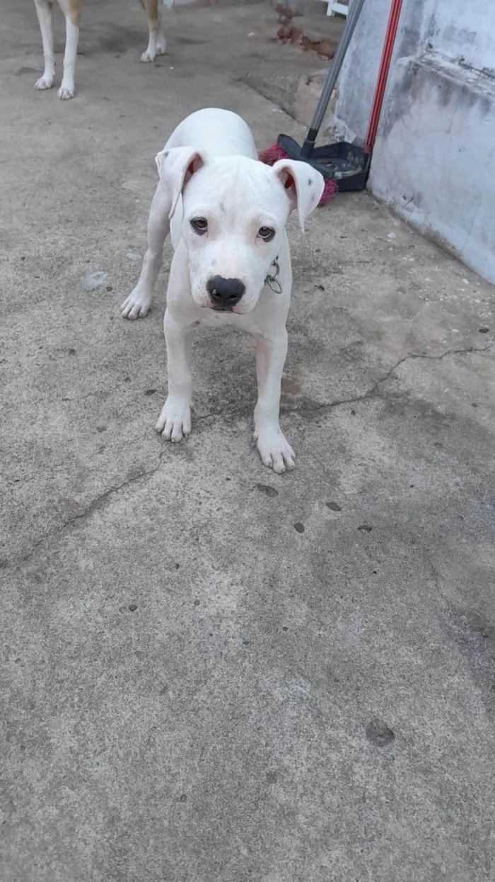 Cachorro ra a Pit-Bull idade 2 a 6 meses nome Luck