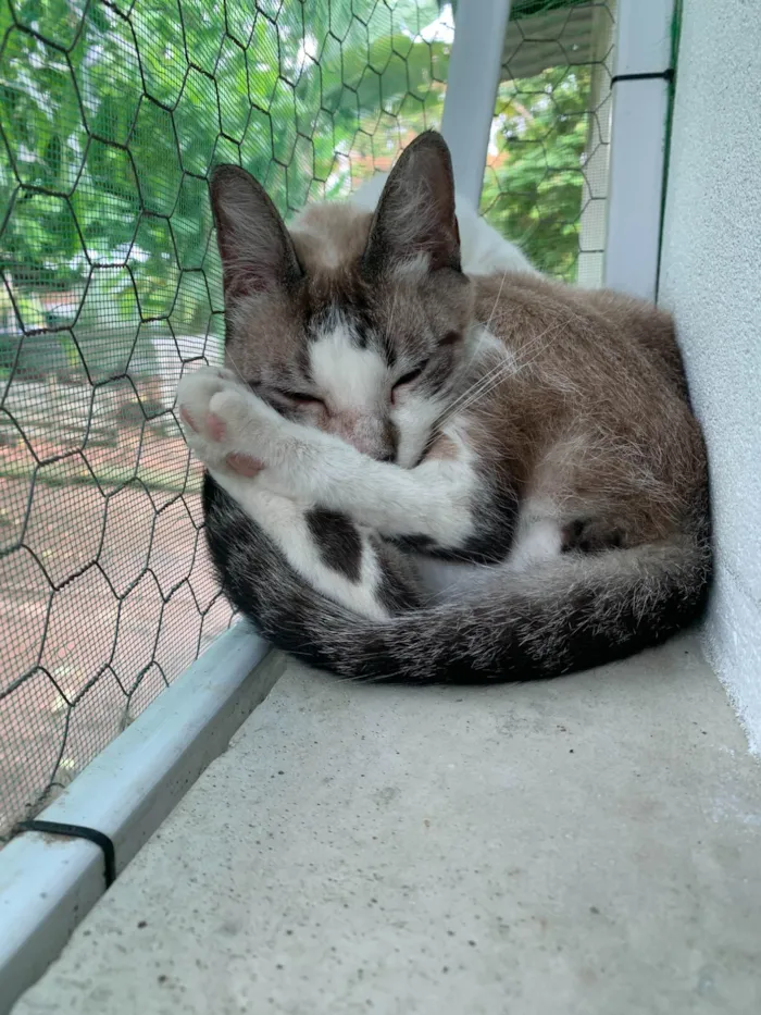 Gato ra a SRD-ViraLata idade 2 anos nome Coco