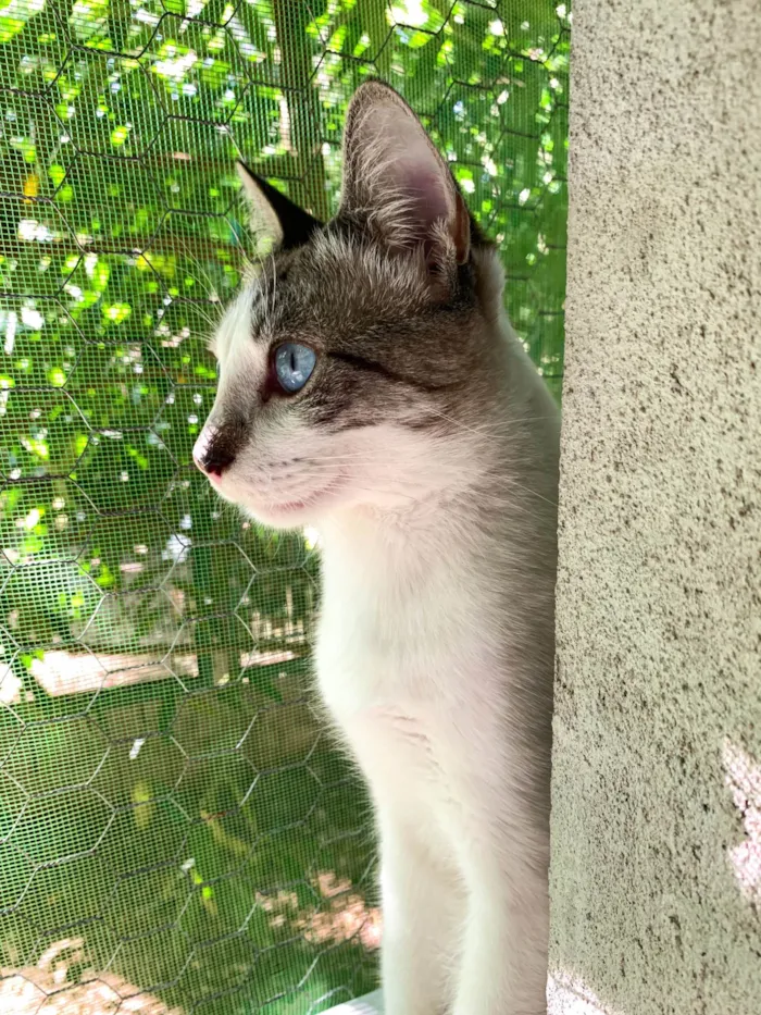 Gato ra a SRD-ViraLata idade 2 anos nome Coco