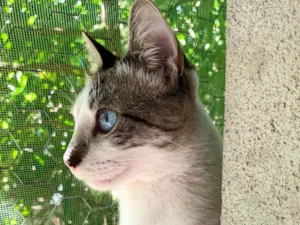 Gato raça SRD-ViraLata idade 2 anos nome Coco