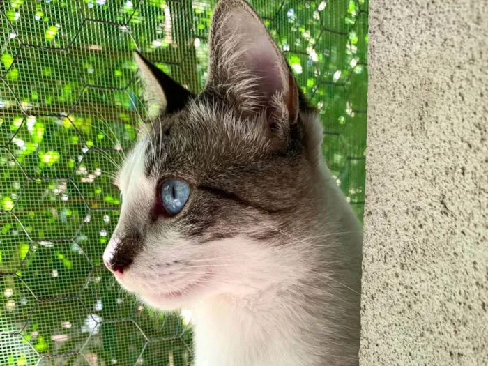 Gato ra a SRD-ViraLata idade 2 anos nome Coco