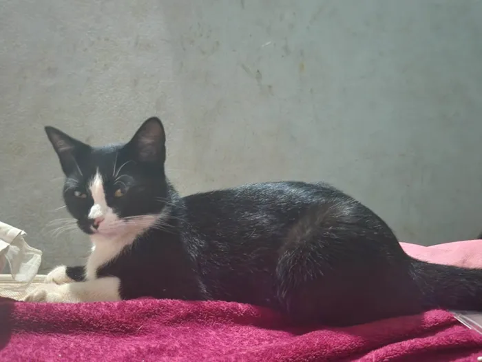 Gato ra a SRD-ViraLata idade 1 ano nome Mika J 