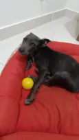 Filhote mestiço de American Bull encontrado comendo LIXO procura um lar!