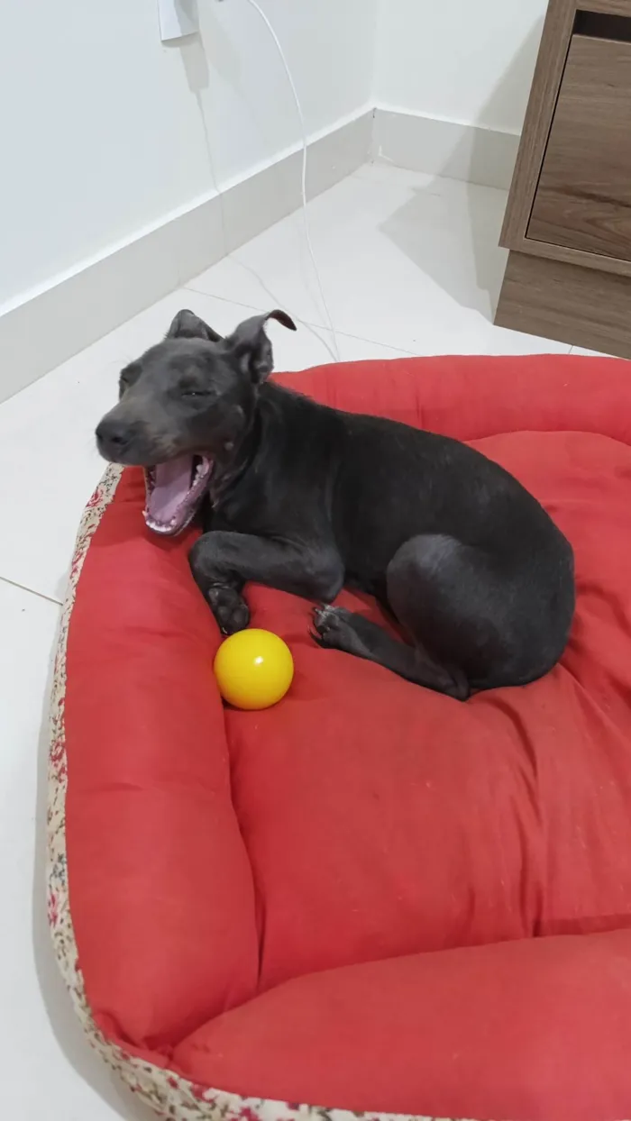 Cachorro ra a SRD-ViraLata idade 2 a 6 meses nome Filhote mestiço de American Bull encontrado comendo LIXO procura um lar!