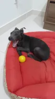 Filhote mestiço de American Bull encontrado comendo LIXO procura um lar!