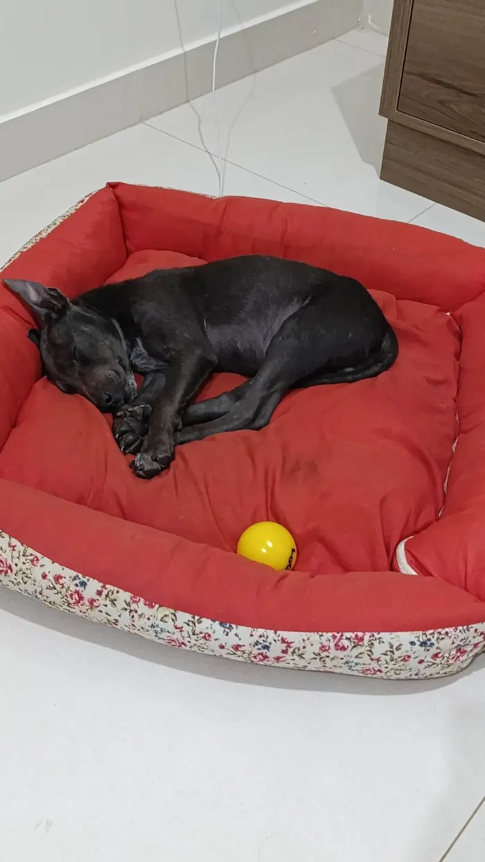 Cachorro ra a SRD-ViraLata idade 2 a 6 meses nome Filhote mestiço de American Bull encontrado comendo LIXO procura um lar!