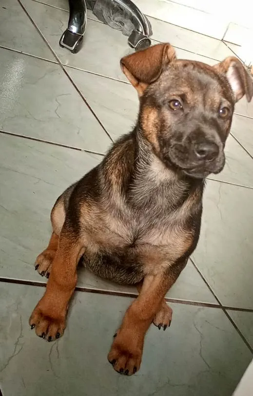 Cachorro ra a Pastor Alemão idade 2 a 6 meses nome Mel