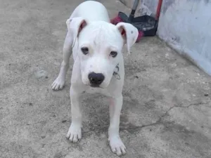 Cachorro raça Pit-Bull idade 2 a 6 meses nome Luck