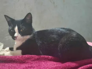 Gato raça SRD-ViraLata idade 1 ano nome Mika J 