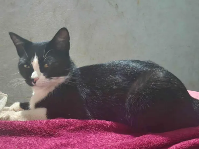Gato ra a SRD-ViraLata idade 1 ano nome Mika J 