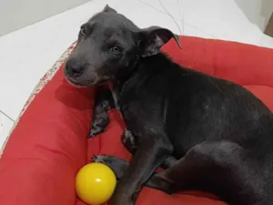 Cachorro raça SRD-ViraLata idade 2 a 6 meses nome Filhote mestiço de American Bull encontrado comendo LIXO procura um lar!