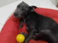 Filhote mestiço de American Bull encontrado comendo LIXO procura um lar!