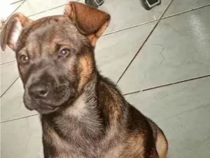 Cachorro raça Pastor Alemão idade 2 a 6 meses nome Mel