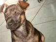 Mel