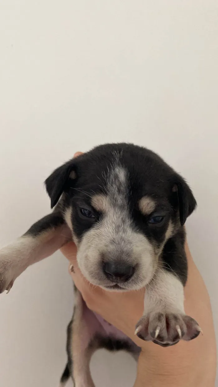 Cachorro ra a SRD-ViraLata idade Abaixo de 2 meses nome Husky