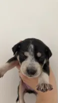 Husky