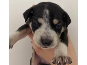 Cachorro raça SRD-ViraLata idade Abaixo de 2 meses nome Husky