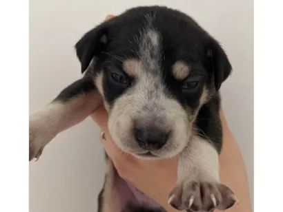 Cachorro raça SRD-ViraLata idade Abaixo de 2 meses nome Husky