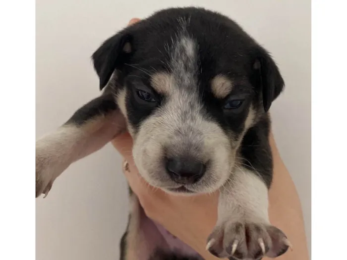 Cachorro ra a SRD-ViraLata idade Abaixo de 2 meses nome Husky