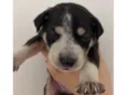 Husky