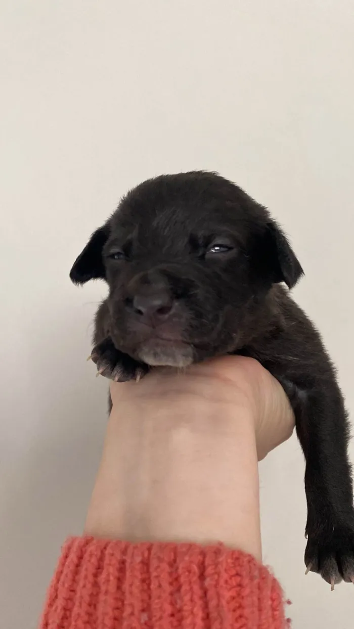 Cachorro ra a SRD-ViraLata idade Abaixo de 2 meses nome Leopoldo