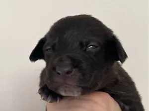 Cachorro raça SRD-ViraLata idade Abaixo de 2 meses nome Pretinho 2 