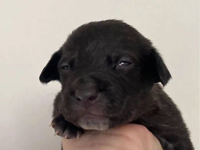 Cachorro ra a SRD-ViraLata idade Abaixo de 2 meses nome Leopoldo