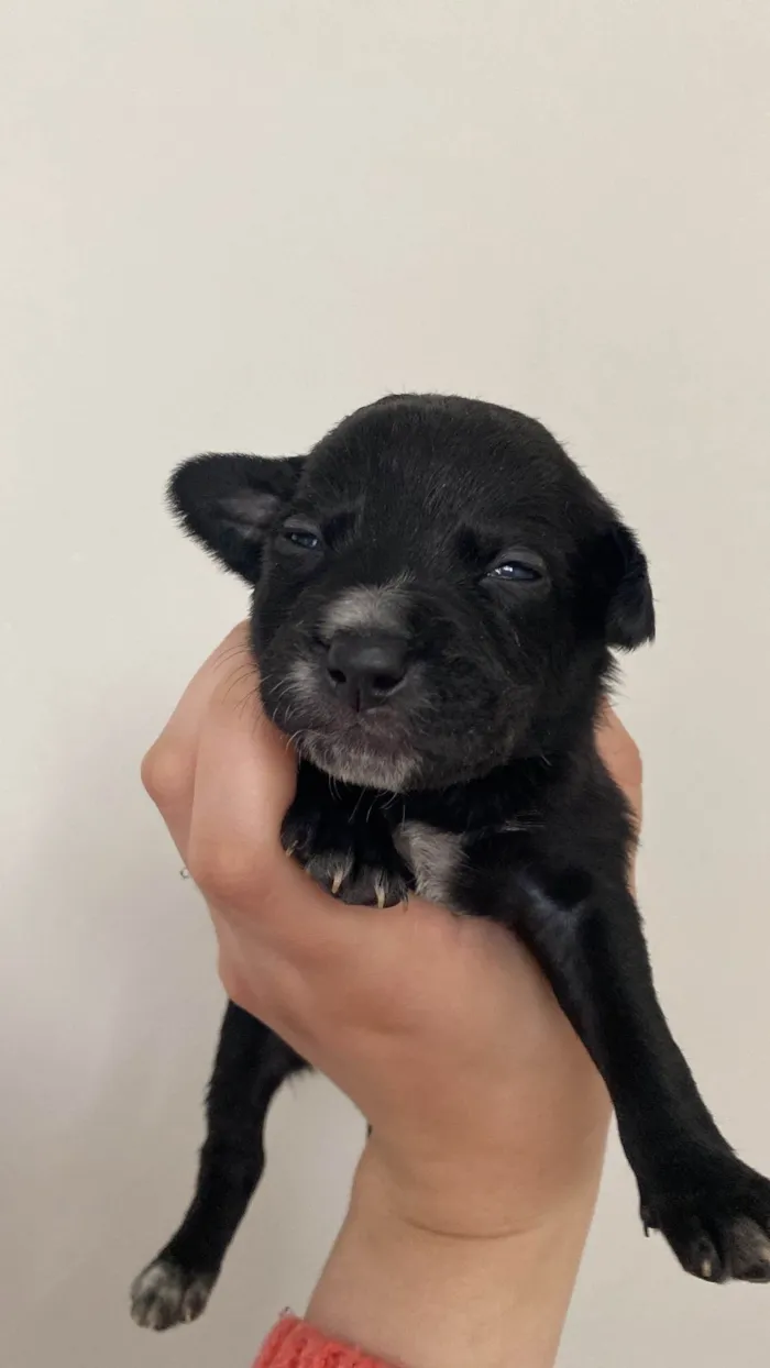Cachorro ra a SRD-ViraLata idade Abaixo de 2 meses nome Pretinho