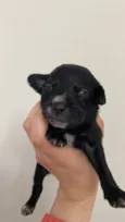 Pretinho