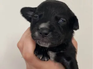 Cachorro raça SRD-ViraLata idade Abaixo de 2 meses nome Pretinho