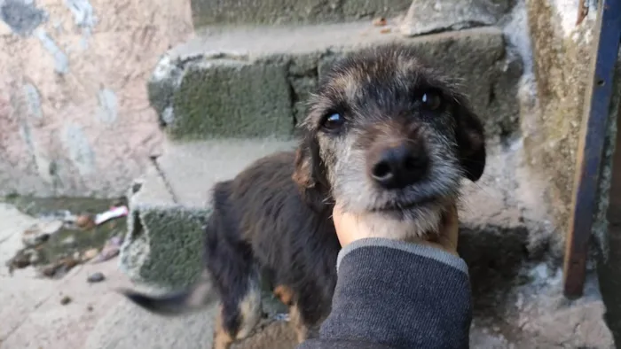 Cachorro ra a SRD-ViraLata idade 6 ou mais anos nome Ariel