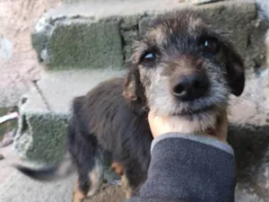 Cachorro raça SRD-ViraLata idade 6 ou mais anos nome Ariel
