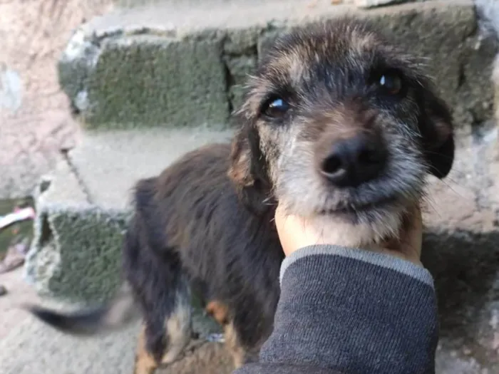Cachorro ra a SRD-ViraLata idade 6 ou mais anos nome Ariel