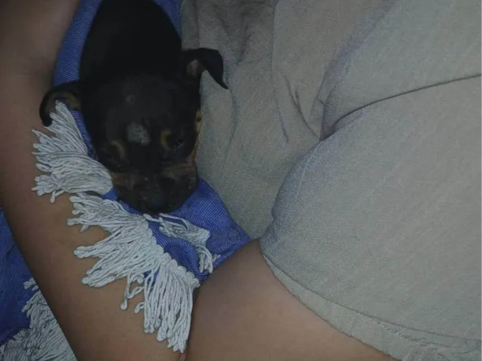 Cachorro ra a Pit-Bull idade Abaixo de 2 meses nome Ainda nao tem nome